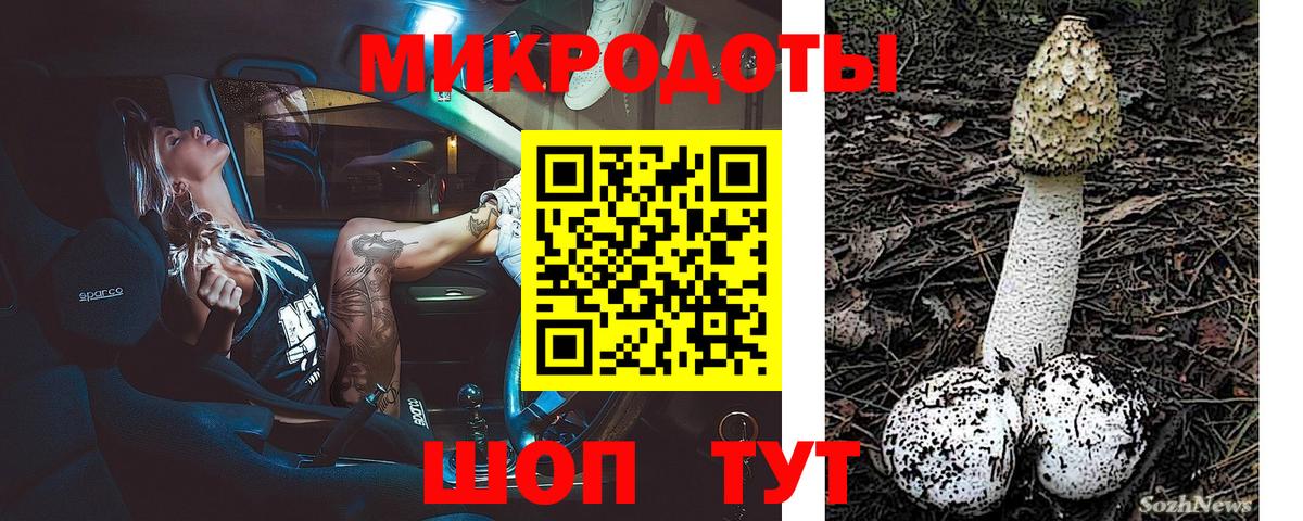 Псилоцибиновые грибы Psilocybe Курчатов